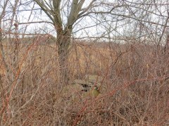 Pile of rubble in the overgrowth