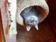 Mozyr Upside down Kitty DSC01530_1