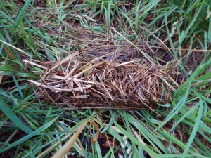 A custom gutter-downspout-shaped nest